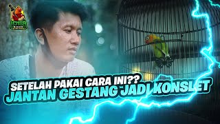 PAKAI CARA INI ?? LOVEBIRD JANTANG GESTANG JADI GACOR KONSLET