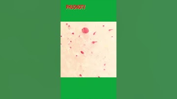 Cá massage chân ở Cồn sơn #shorts