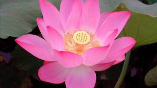 The lotus flower-piano music chords
