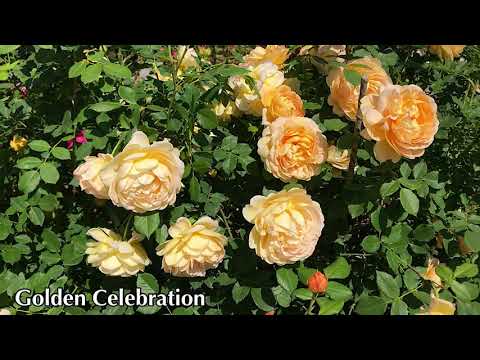 Роза Голден селебрейшен (Golden Celebration): характеристика и описание сорта с фото и отзывы садоводов