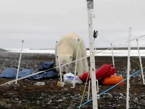 La rencontre des ours blancs du Manitoba