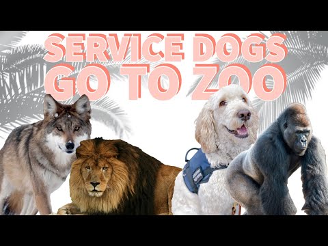 Service Dogs go to Zoo