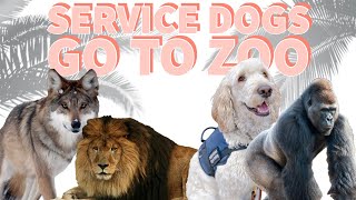 Service Dogs go to Zoo