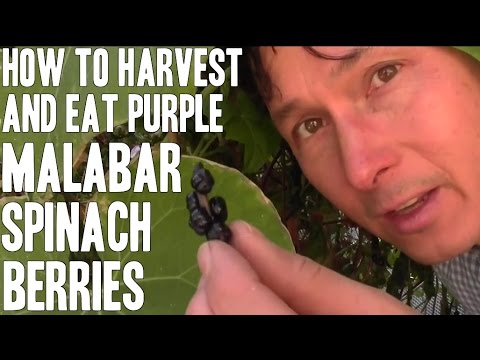 Video: Poți mânca boabe de spanac malabar?