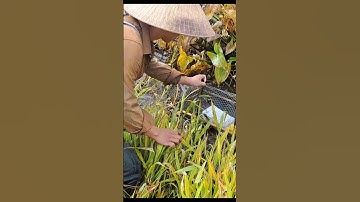 Bắt Cá Mùa Nước Nổi -  Thăm Bẩy Dính Ổ Cá Trê Lai Khủng Mương Ruộng #shorts #thămBẩyCáTrêLai