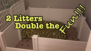 2 Standard Poodle Litters AT THE SAME TIME😮 Setting up Whelping boxes by PadFootPoms Poodles and Pals 1,456 views 1 year ago 1 minute, 39 seconds