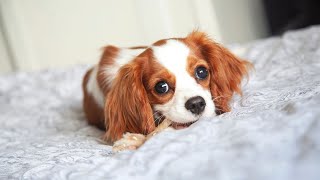 How to Handle your Cavalier King Charles Spaniel s Fear of Thunderstorms