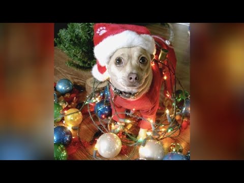 CUTE PETS opening CHRISTMAS presents! ?