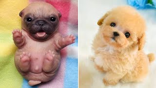 Baby Dogs 🔴 Cute and Funny Dog Videos Compilation #39 | 30 Minutes of Funny Puppy Videos 2022