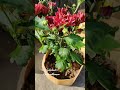Red ChrysanthemumтЭдя ПЁЯШН Aster Red ChrysanthemumтЭдя ПЁЯШН Aster