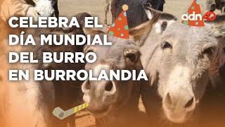 Apadrina a tu burrito en Burrolandia, la tierra de los burros rescatados