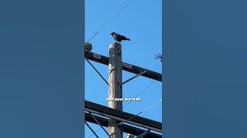 I trained crows to give me gifts
