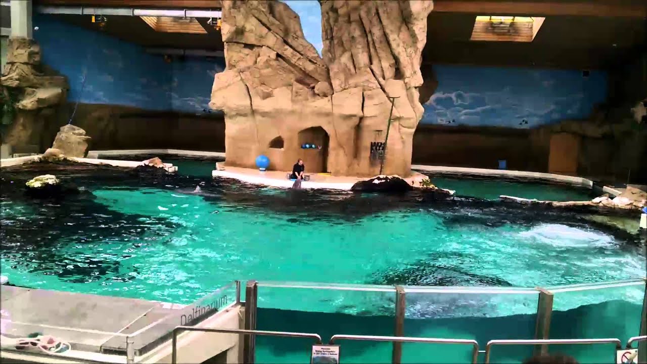 Dolphin Show DuisBurg Zoo - YouTube