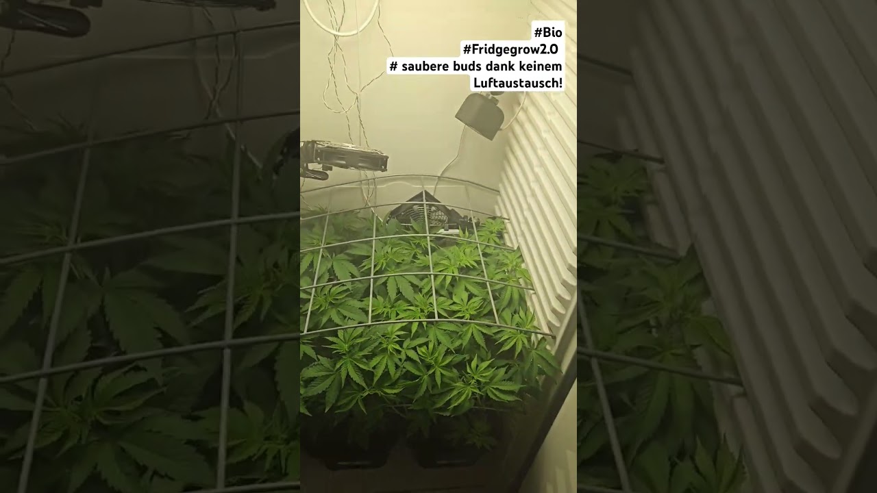 #Fridgegrow2