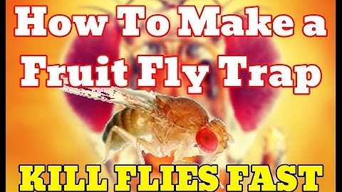 [NEW] How To Make Fruit Fly Trap With Apple Cider Vinegar (PROOF) - Get Rid Of Fruit Flies Fast [HD]