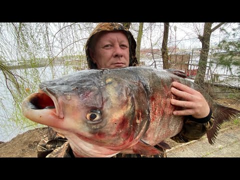 ДИКИЙ ТОЛСТОЛОБИК  Шашлык из рыбы блюдо на мангале