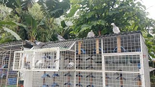 UNANG PAGPAPAKAWALA SA MGA YOUNGBIRD 