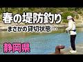 ガラガラの堤防で足元で釣れた30センチ超えの魚の正体は!?意外なエサで連発した魚が美味しすぎた！【静岡釣り】【2026.4】