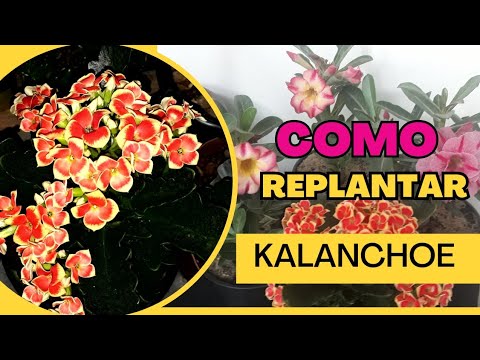 Vídeo: Kalanchoe: o berço da planta e a composição necessária do solo