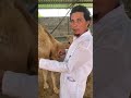 camel wool