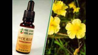 Fiori Di Bach Flowers N 26 Rock Rose 277 99 Hz