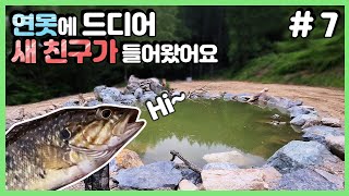 (ENG SUB)Catching Wild Fishes And Put It Into My Biotope Pond!