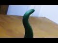 Clay animation morph