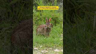 Look at this adorable bunny 🐰 #bunny #bunnies #wildlife #wildanimals #lifeincanada #photographer