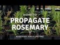 How To Propagate Rosemary 💚Gardening💚