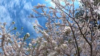 Cherry blossom : Spring season🌸