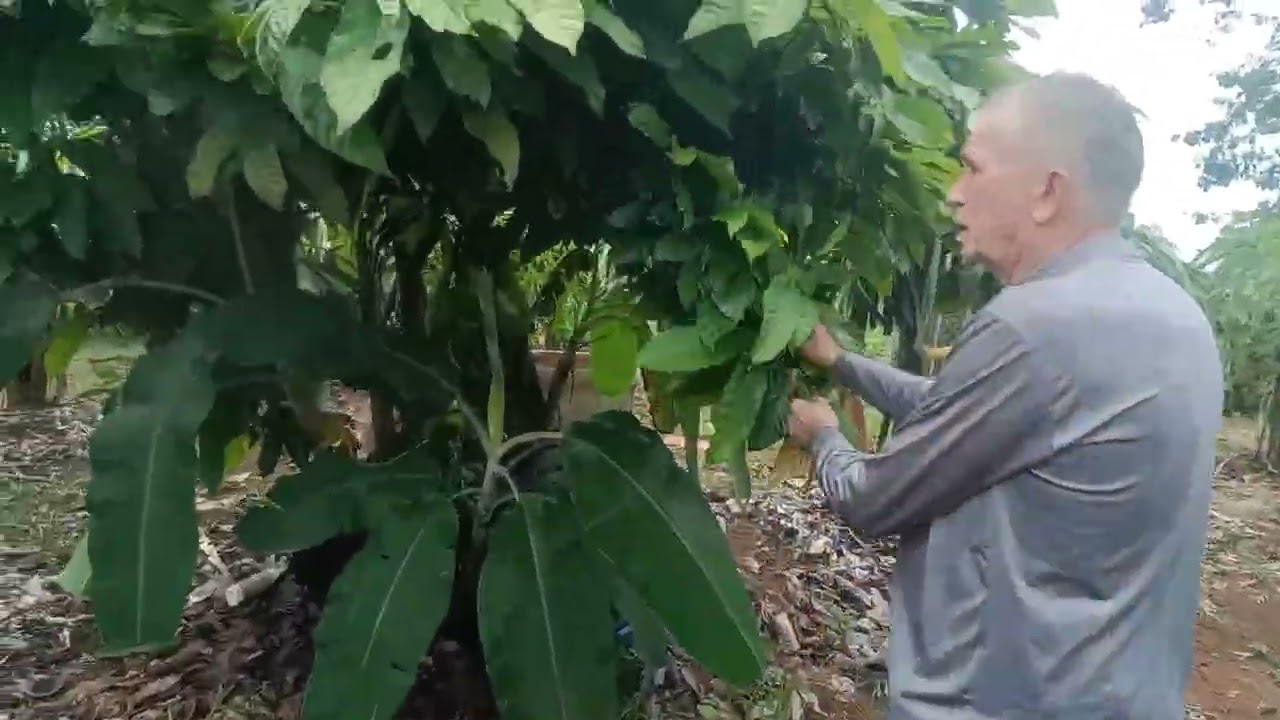 Desenvolvimento da lavoura de Pitaia e do Cacau | Saulo Borges Vida no Campo #vidanocampo 