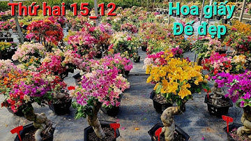 Thứ hai 15_12 hoa giấy lung linh đế đẹp giá tốt ☎️ 0842 611 244. CTMT 