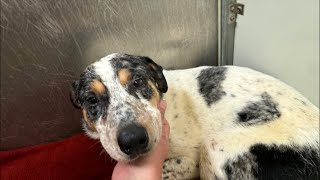 Someone came to adopt him but didn’t like the way he was acting (🔴Live Pupdate Wesley)