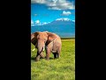 Discover Kilimanjaro - Turkish Airlines