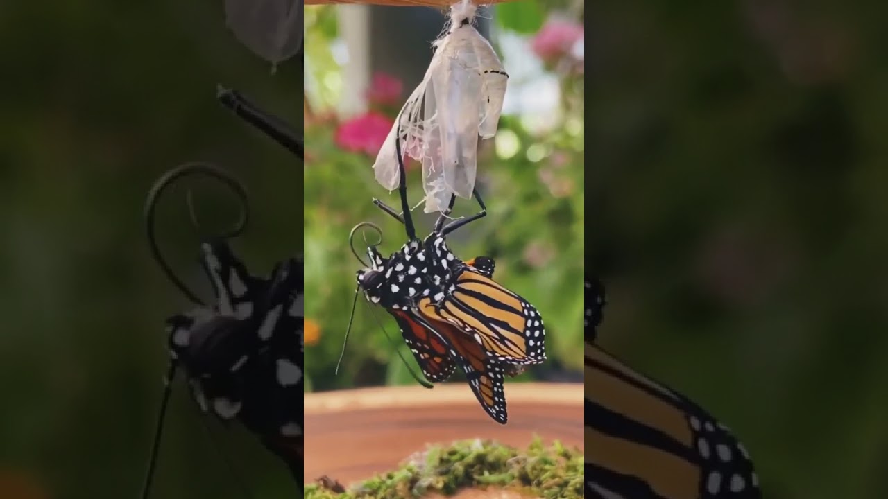 Borboleta saindo do casulo