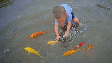 em ổi bắt cá vàng, cá chép vàng, cá cảnh.. #cávàng #fishing #bắtcávàng #tìmbắtcávàng #cátrêvàng