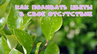 Как поливать цветы в свое отсутствие | Видеоурок Как поливать цветы в свое отсутствие | Видеоурок