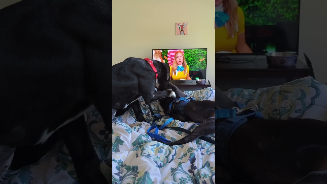 Adoptable Rescue Dog - Torch & Macy Playing 