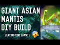 GIANT ASIAN MANTIS // DIY BUILD !!!