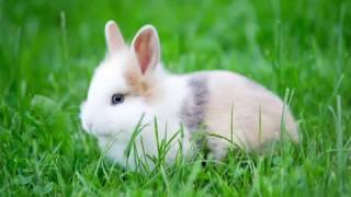 Tale Përrallë Për Fëmijë Si E Humbi Lepuri Bishtin