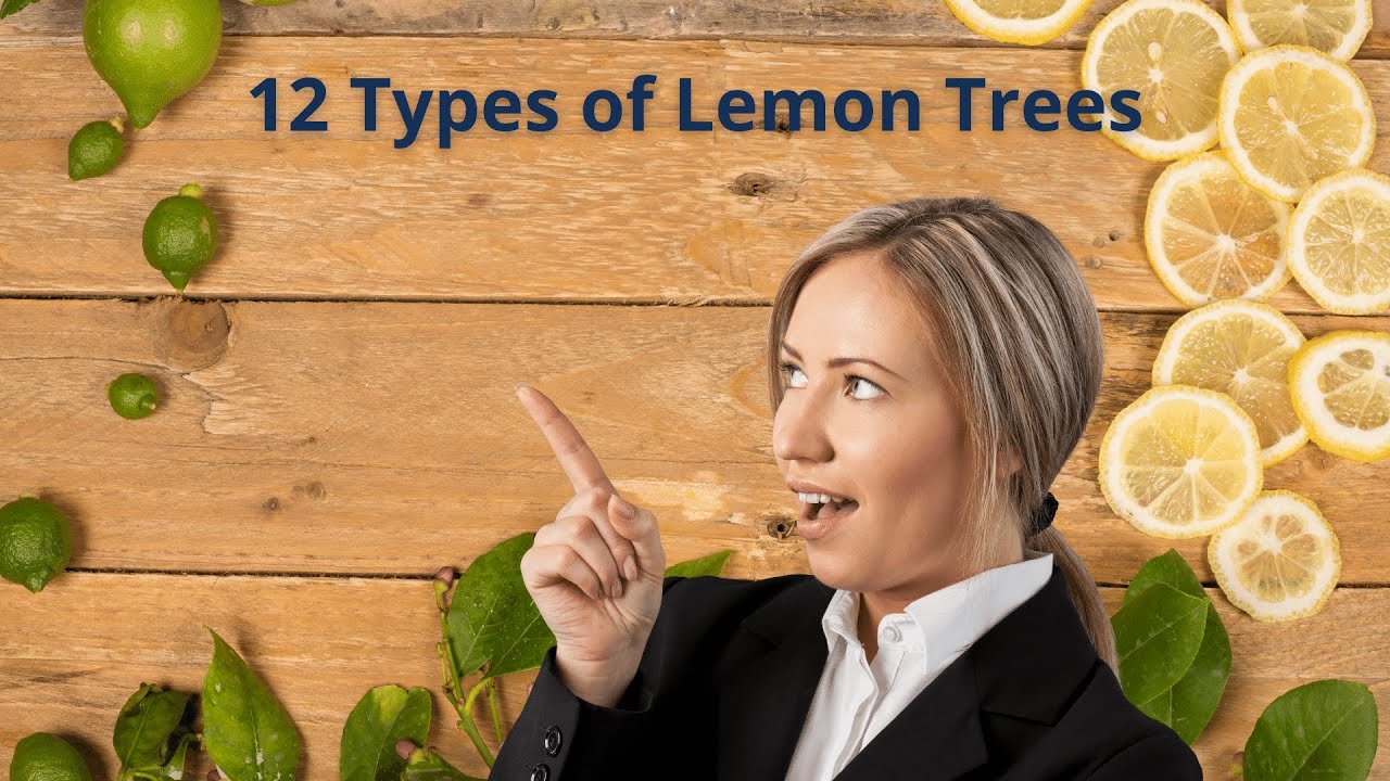 The 12 best types of lemon