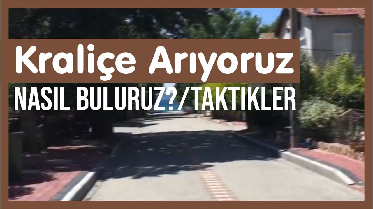 Kraliçe karınca bulmanızı kolaylaştıracak taktikler