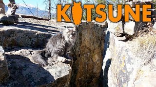 Rock climbing with a Siberian cat
