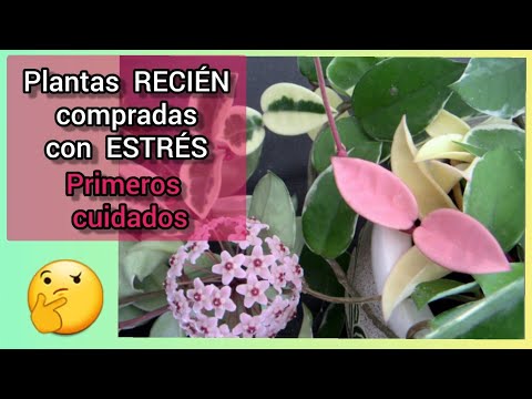 Video: Begonia: plantens fødested. Begonia: sorter, fotos