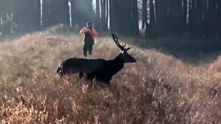 Red deer hunting roebuck hunting 2020