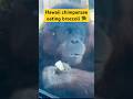 Hawaii chimpanzee #animallover