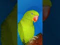 parrot voice#short#vairal#veido