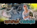 หมูดำคุโรบุตะ สายพันธุ์แท้ - [สิรินทร์ฟาร์ม] EP.47