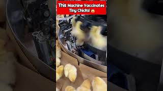 This Machine Vaccinates Tiny Chicks! 🐥😱 @MoosaTvInfo @MrBeast @ZachKing