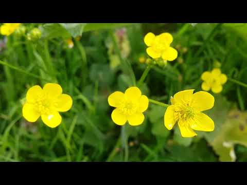 Video: Baharda rhododendronların əkilməsi və onlara qulluq